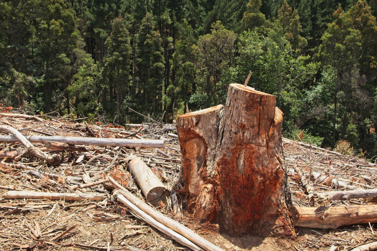 ผลกระทบของการตัดไม้ทำลายป่าต่อการเปลี่ยนแปลงสภาพภูมิอากาศ